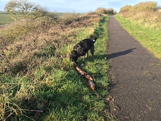 Active dog walking Brighton