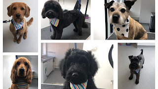 Barking Barbers Dog Grooming