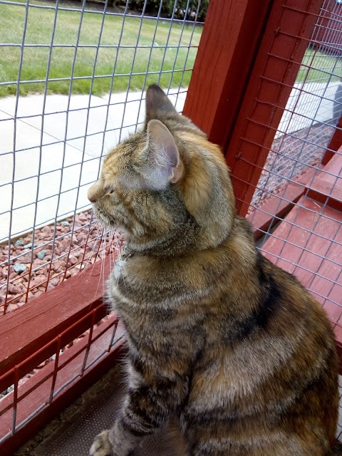 Threethorne Boarding Cattery