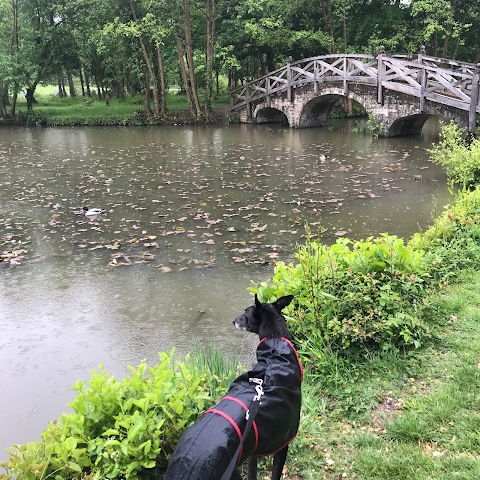 Prince Dog Walking