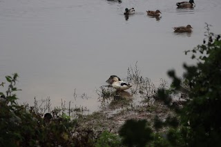 Sandbach Flash SSSi site