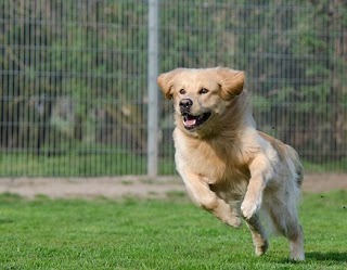 Milrig Boarding Kennels Ltd