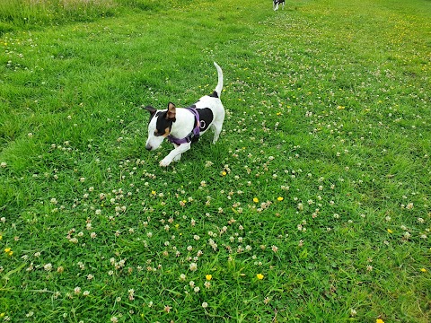 Wirral coastal dog walking service