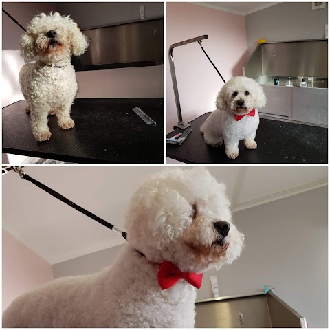 Grooming Salon Woof Woof