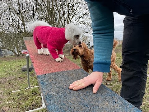 North London Dog Walker Pampered Pooches