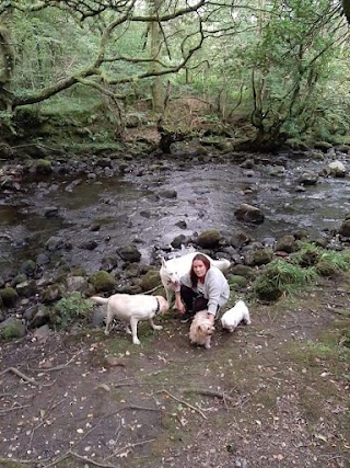 Waun dog walking and sitting