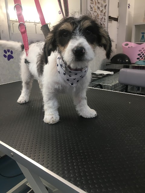 Poochies Dog Grooming Cardiff