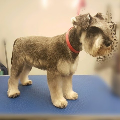 Top to Tail Dog Grooming