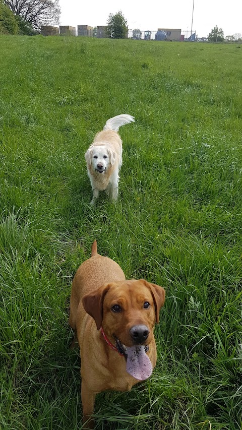 Happy Healthy Hounds - Dog Walkers & Pet Services