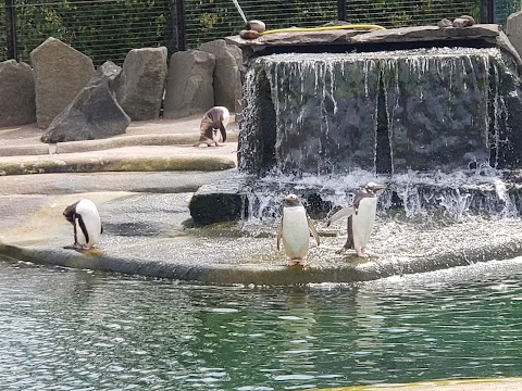 Penguins Rock