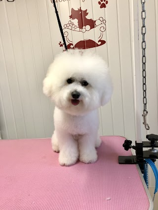 Sarah @ Doodles and poodles dog grooming