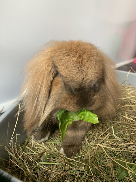 Dandelion Cottage Rabbit and Guinea Pig Boarding