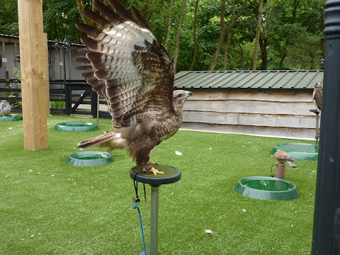 Loch Lomond Bird of Prey Centre