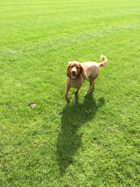 K9 Ramblers Dog Day Care