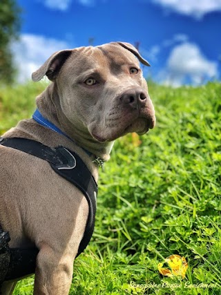 Shropshire Canine Enrichment