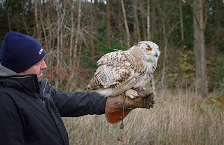 Strathblane Falconry