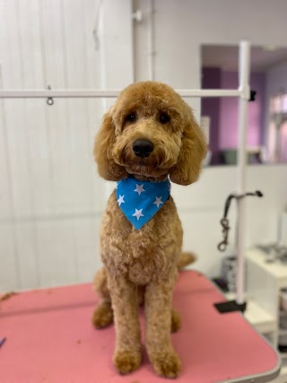 MK Dog Grooming