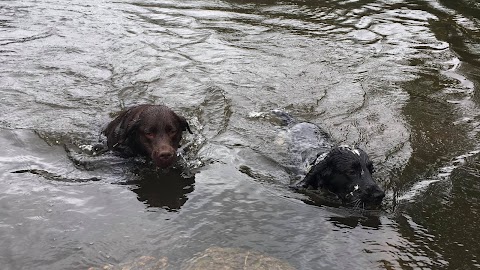 Buddy's Boards & Walks