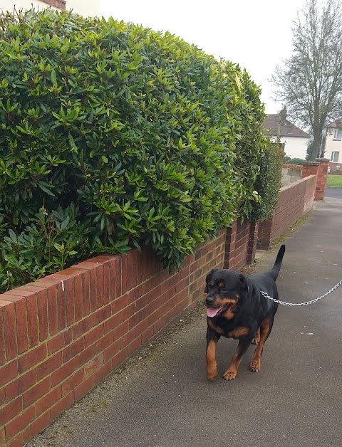 Pupster and Pooch Dog Walking