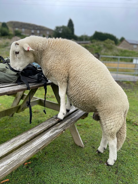 Calderbrook Alpacas