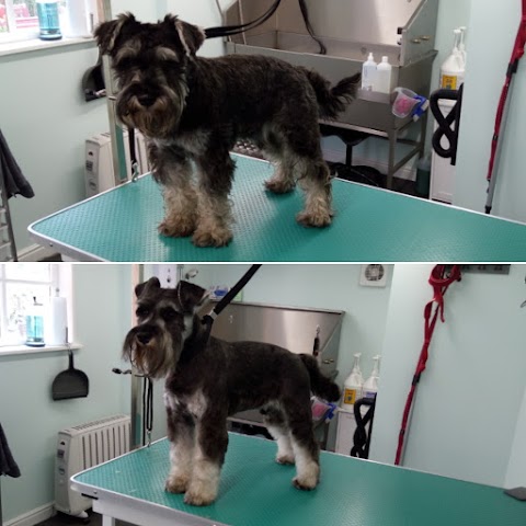 Comb&Collar Dog Grooming