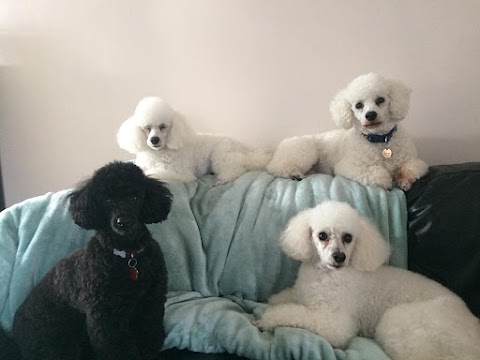 Poodles & Pals Dog Grooming