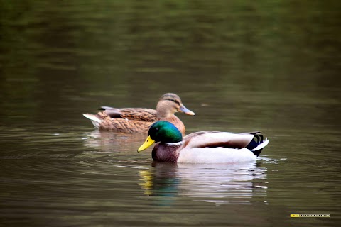 Dearne Valley Country Park