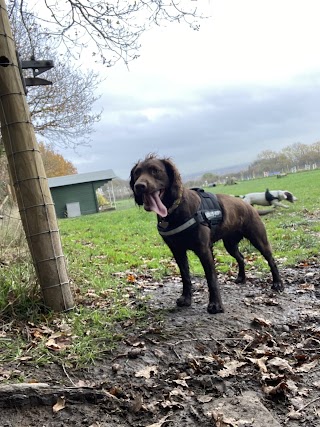 Aireborough Dog Walking