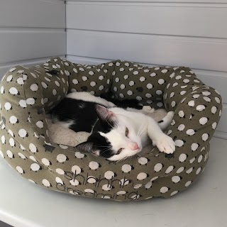 Brackley cattery