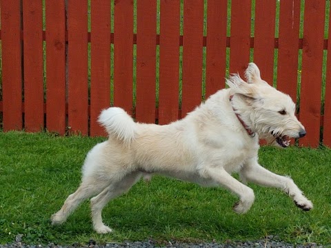 Aldergrove Animals Boarding Kennels & Dog Grooming