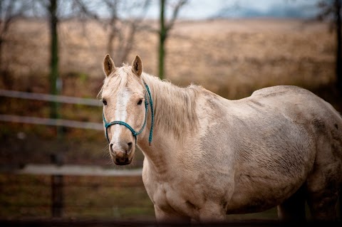 Wensum Valley Veterinary Surgeons