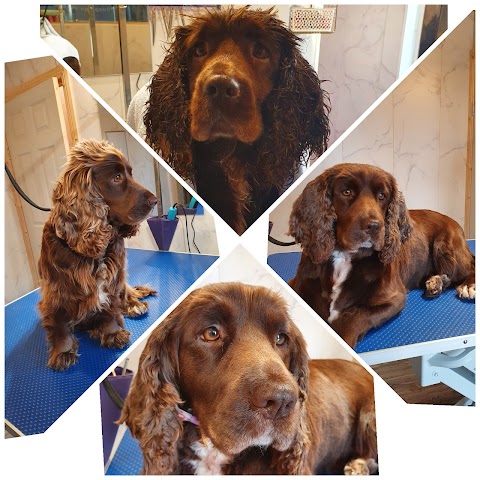 Pooch Perfect Luxury Dog Grooming