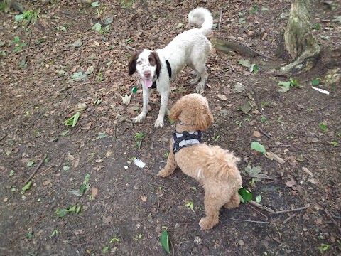 Barks In The Parks Professional dog walker