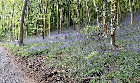 Craig Gwladys Country Park