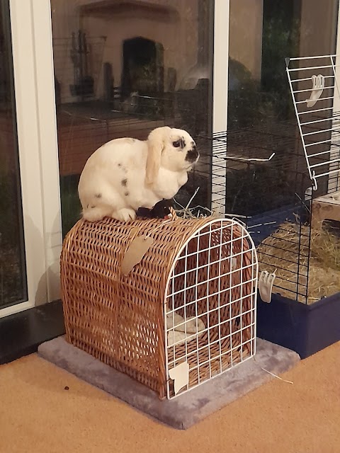 Bobby's Bunny Boarding