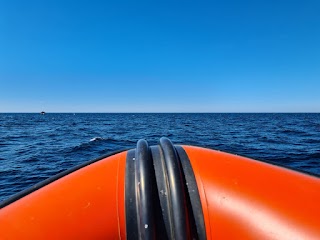 Padstow Sealife Safaris - Wildlife Watching Boat Trips Cornwall