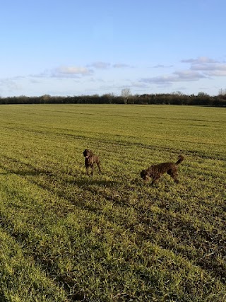 Paw-FETCH! Dog walking and Boarding