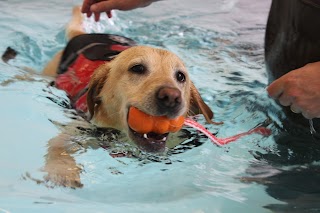 Sophie's Groom Room and Canine Hydrotherapy Centre