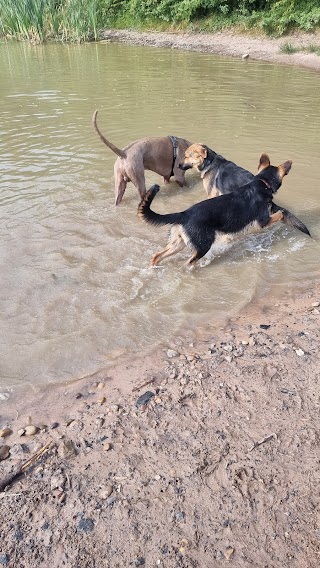 Dog Pond - Cotgrave Country Park