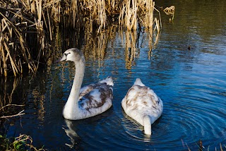 Backwell Lake