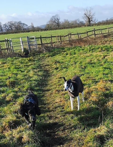 Tarporley Tails Trails