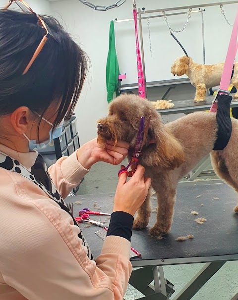 Millie's Paws Grooming Studio/The Midlands School of Dog Grooming