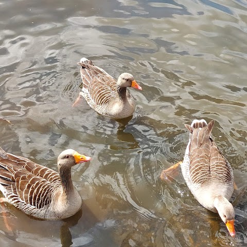 Wensum Park