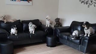 Littledoggy Day Care & Home Boarding