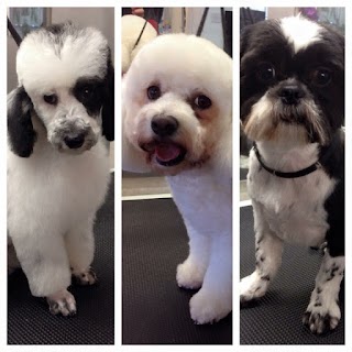 Platinum Dog Grooming