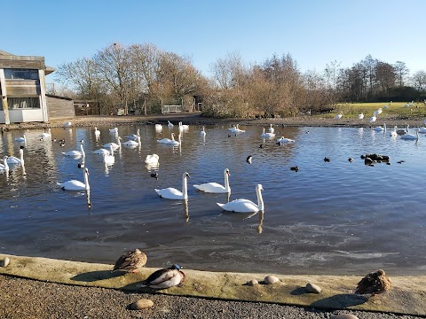 WWT Slimbridge