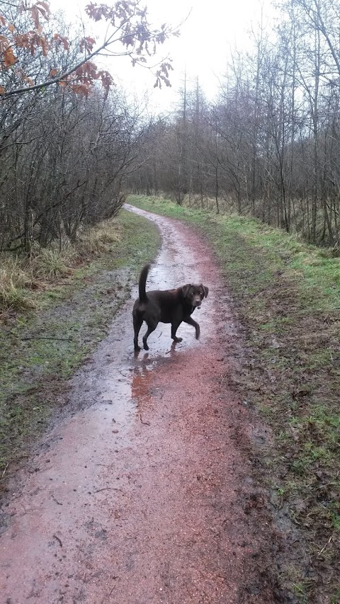 Murieston Dog Walking