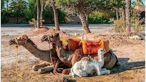 Quad Marrakech activites