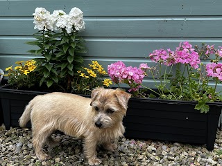 North Rigton Country Kennels & Cattery