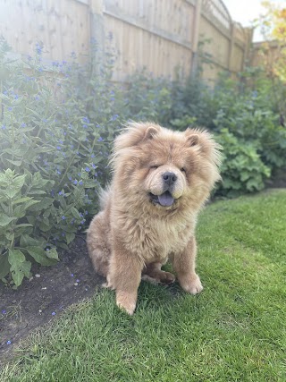 Hartington Hounds Dog Groomers